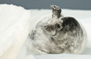 Не надо подходить! в Саулкрасты замечен первый в этом году тюлененок