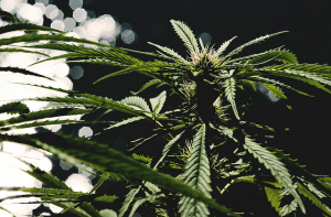 Пенсионерка требовала 4 000 евро за испорченную коноплю, ей предлагают 27 евро