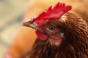 В Россию не пустили 20 тонн замороженной куриной шкурки из Латвии