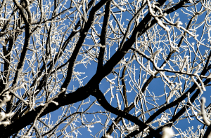 Фенолог: в марте будет от -15 до +15 градусов
