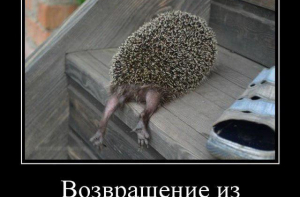 Демотиваторы дня