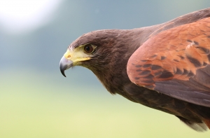 Неизвестные похитили ястреба, охранявшего аэропорт Хитроу