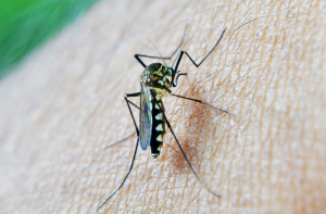 Американские ученые «лишили» комаров чувства голода