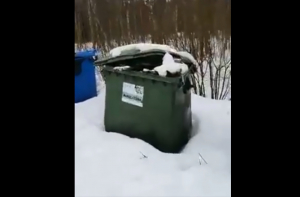 «Трупы нужно куда-то складывать»: в Mežavairogi прокомментировали жуткое видео