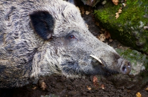 Индиец поборол кабана голыми руками