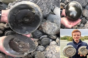 В Британии на пляже нашли морское существо возрастом 185 миллионов лет