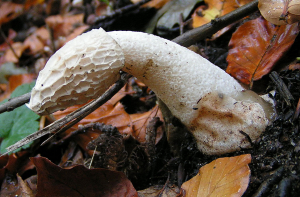 Испанка съела грибы в мишленовском ресторане и умерла