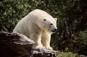 На Новой Земле введен режим ЧС из-за нашествия белых медведей
