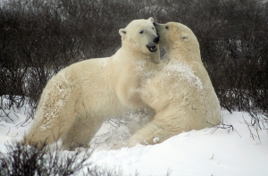 В России чипируют белых медведей