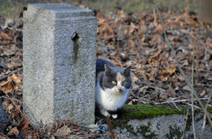 В Риге отменили плату за места на кладбищах