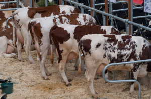 «Вы молоко покупаете или корову доите?»: Ткачев рассказал, зачем нужны церкви