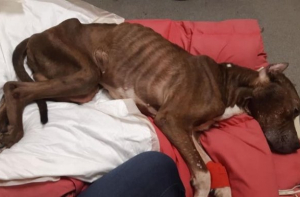 Ветеринары требуют наказать полицейского по делу о замученных собаках