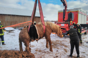 Чудесное спасение: пожарные вытащили из грязи застрявшую лошадь
