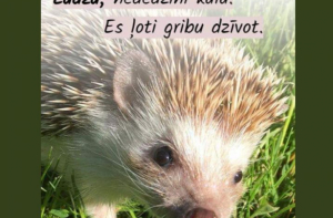 «Не жгите траву, я жить хочу!»: люди делятся просьбой «животных»