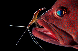 Финалисты Sony World Photography Awards 2019