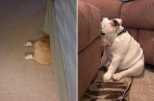 Собаки, которые не умеют играть в прятки