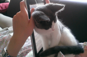 19 домашних животных, пофиг ваше личное пространство