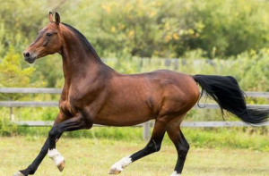 Глава Киргизии подарил Путину лошадь и собаку