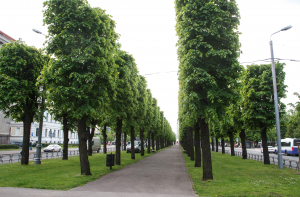 Началось благоустройство липовой аллеи Бривибас