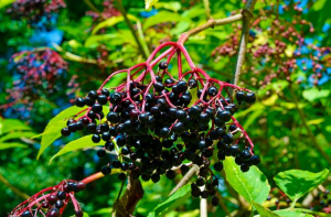 Бузина оказалась мощным лекарством против гриппа