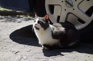 К лету готовы? В понедельник в Латвии обещают +20