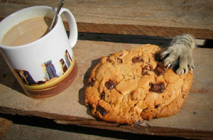 15 кошек которые решили взять вопрос пропитания в свои … лапы