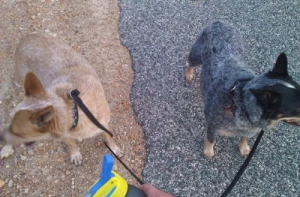 21 пример рая перфекциониста