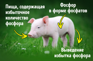 11 генных модификаций, которые спасут нашу планету