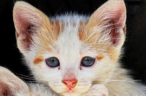 Темнокожая женщина впервые стала мэром Чикаго