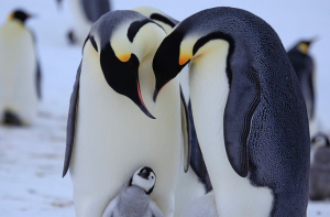 Пингвины и их частная жизнь