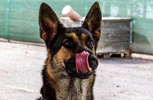 Оставленные без присмотра собаки напали на 19 почтальонов