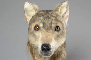 Ученые воссоздали морду собаки, жившей более 4000 лет назад