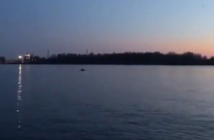 «О Боже, это нереально!»: очевидцы засняли дельфина в Мангальсале