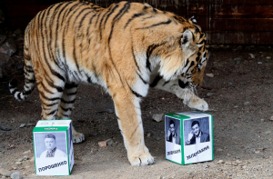 Опрос: Зеленский увеличил отрыв от Порошенко