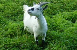 Мужчина купил козу, но по дороге домой заснул в лесу и заблудился