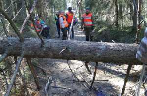 Bezvests в очередной раз прочесали лес Огре, пенсионера найти так и не удалось