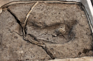 Обнаружен самый древний человеческий след в Америке