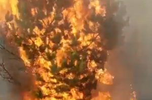 ГПСС: огонь от старника сжигает все на своем пути - не жги свою землю!