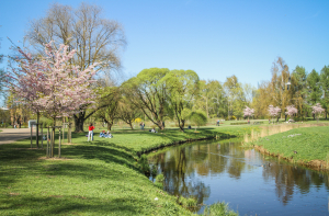 В парке Победы стало еще больше сакур