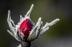 Рано расслабляться: в ближайшие ночи температура будет ниже нуля