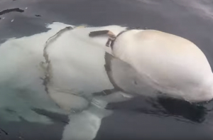 Ласты вверх: белуху в Норвегии подозревают в шпионаже в пользу России
