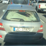 Соцсети смеются: по улицам Риги в багажнике возят живую козу