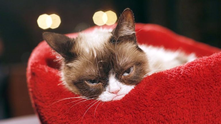 Умерла самая сердитая кошка в мире Grumpy Cat