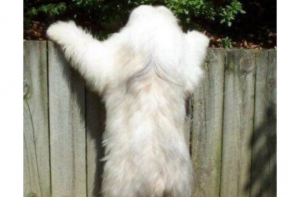 Подборка прикольных картинок на Mixer