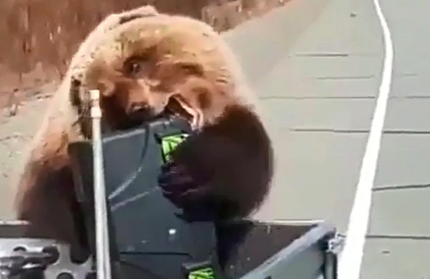 Звери напуганы выстрелом