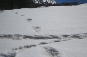 Альпинисты нашли доказательства существования снежного человека