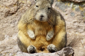 Подборка смешных картинок со всего света (27 фото)