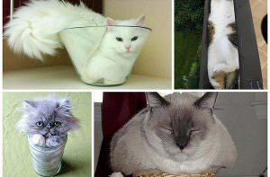 И все таки кошки это жидкость