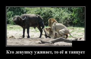 Смешные демотиваторы 2019 года