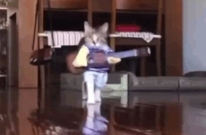 Подборка интересных и веселых картинок с котами.